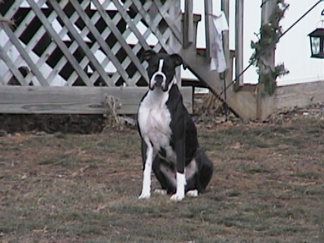Dasie