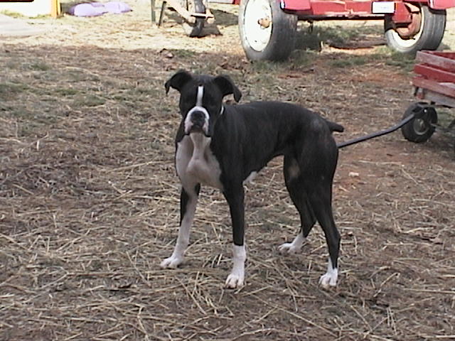 Dasie