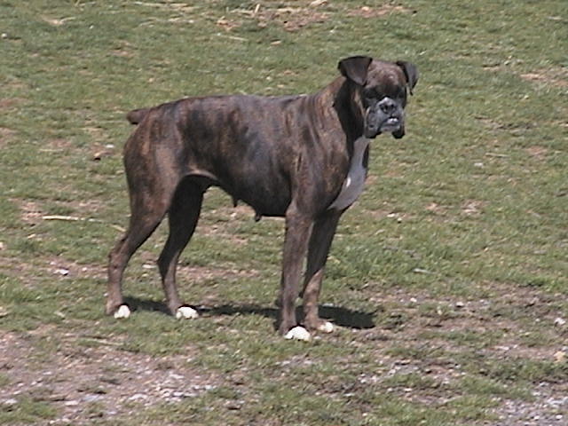 Sadie
