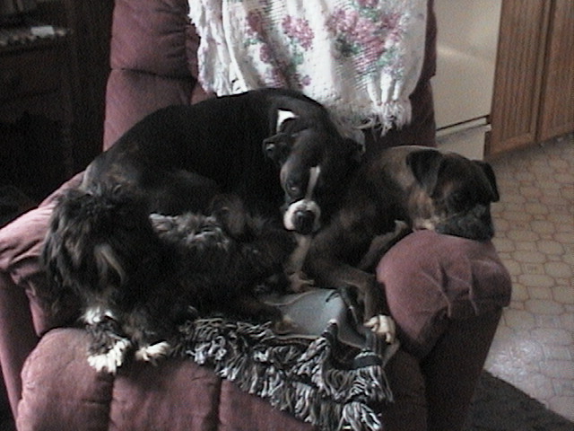 DEXTER, DASIE AND SADIE